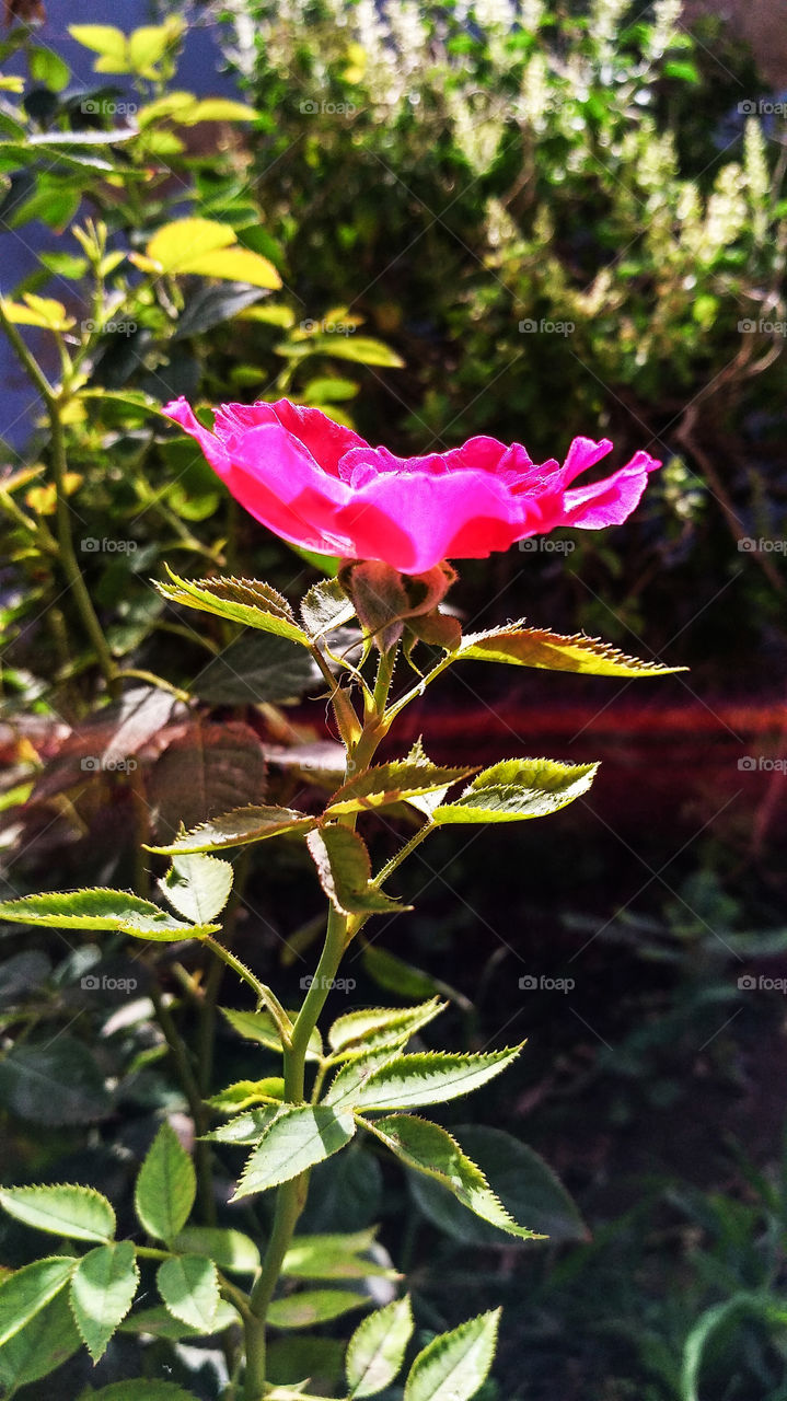 Rose in my tiny garden. it has less petals in summer than winter.