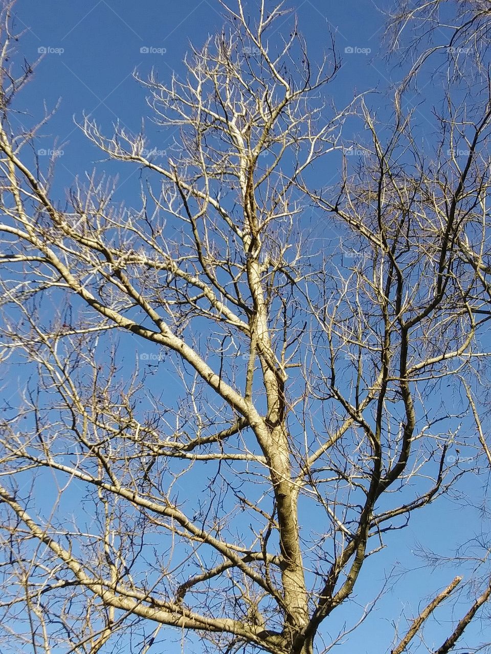 afternoon sun on a tree