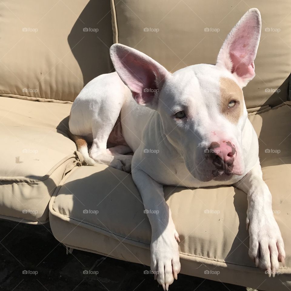 Our sweet dog making himself comfortable