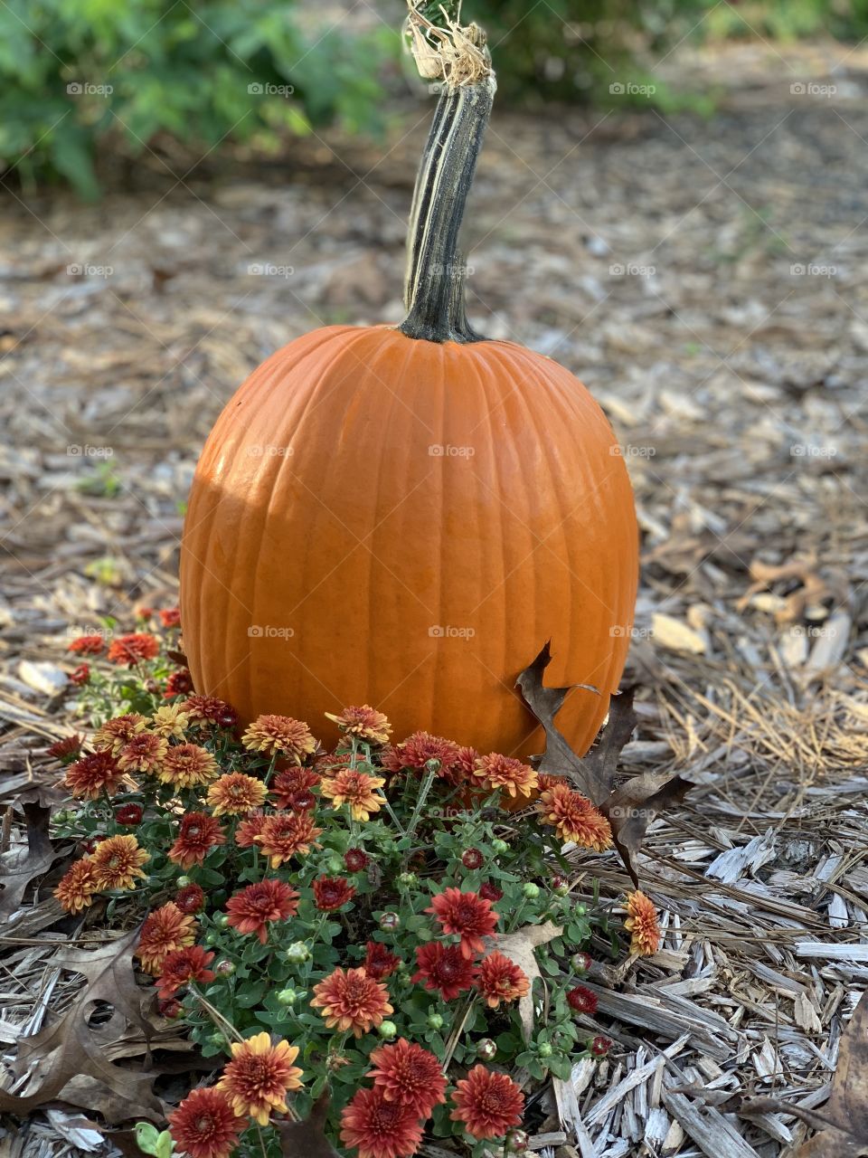 It’s a pumpkin season!