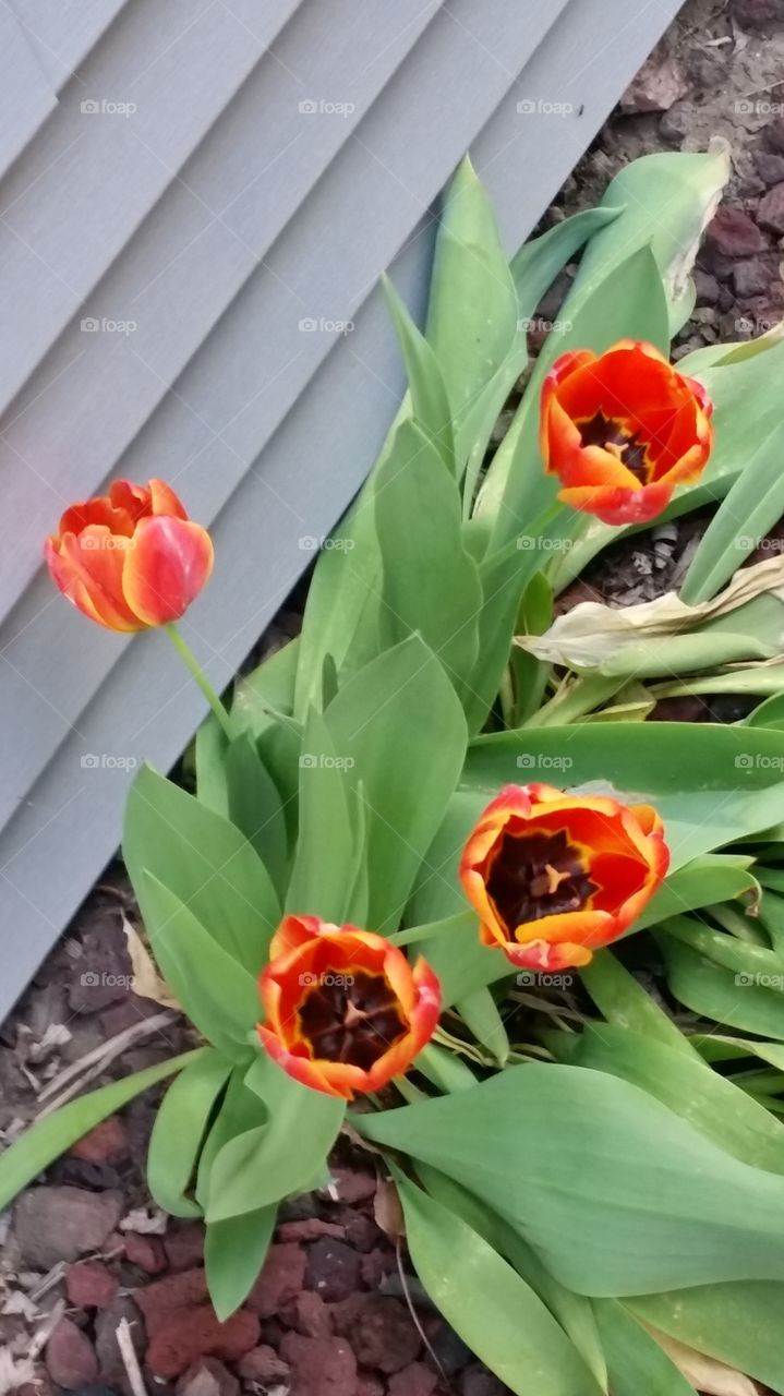 first tulips of the season