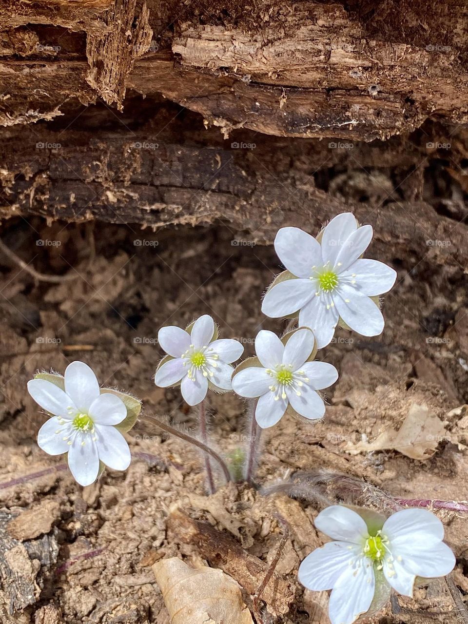A cluster of hepatica flowers in front of a decomposing log