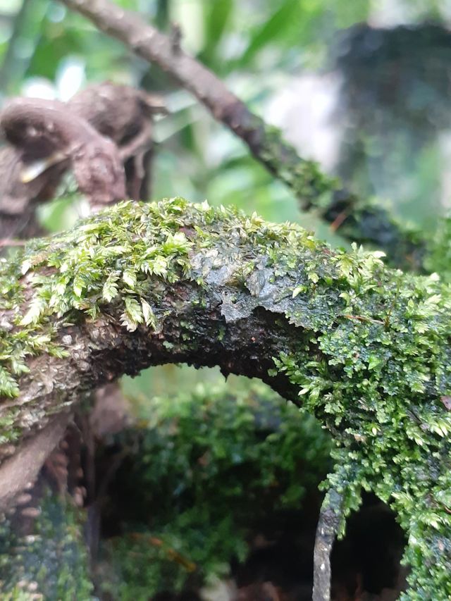 moss on the root