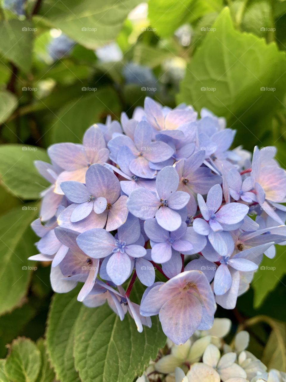 Hydrangea flower head and leaves
