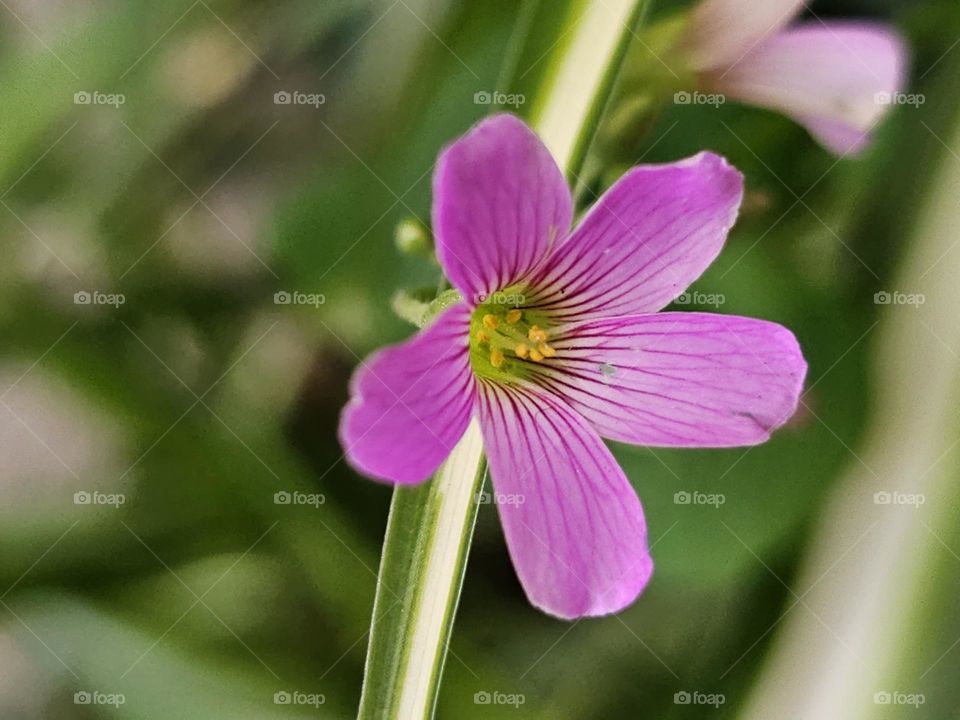 A pink flower for Barbie