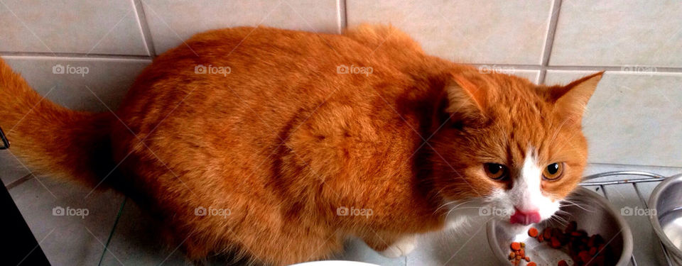 red orange sweet cat by itdk92