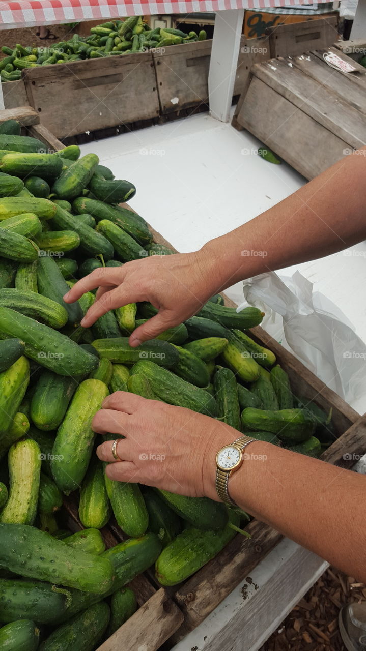 picking cucumbers