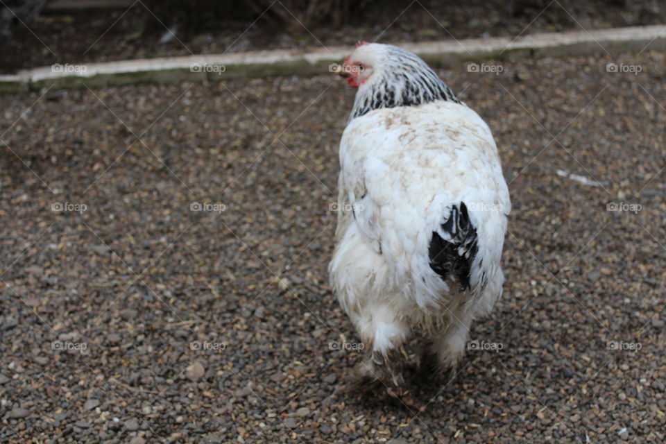 White chicken on gray background