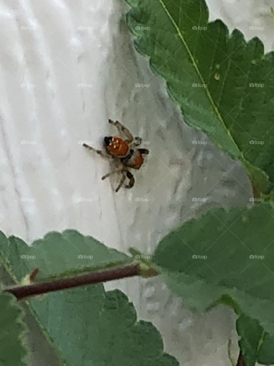 The red spider on the move