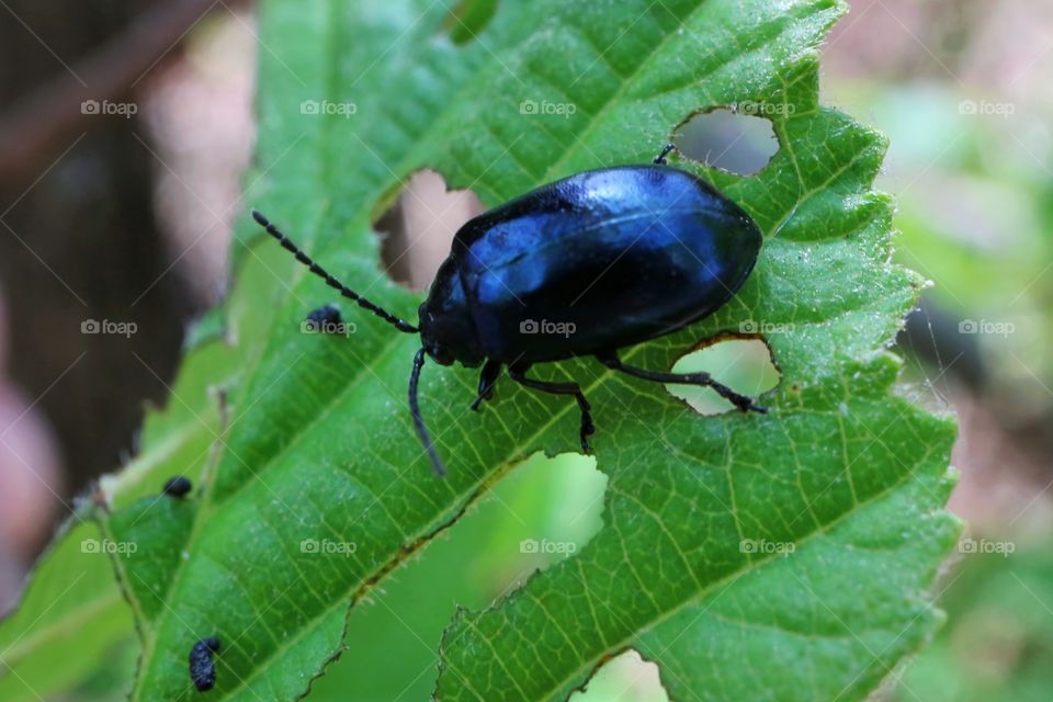 Chrysolina coerulans