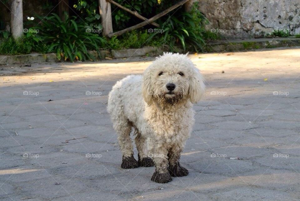 Maltipoo