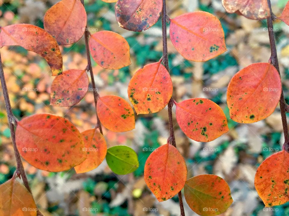 Autumn small leaves