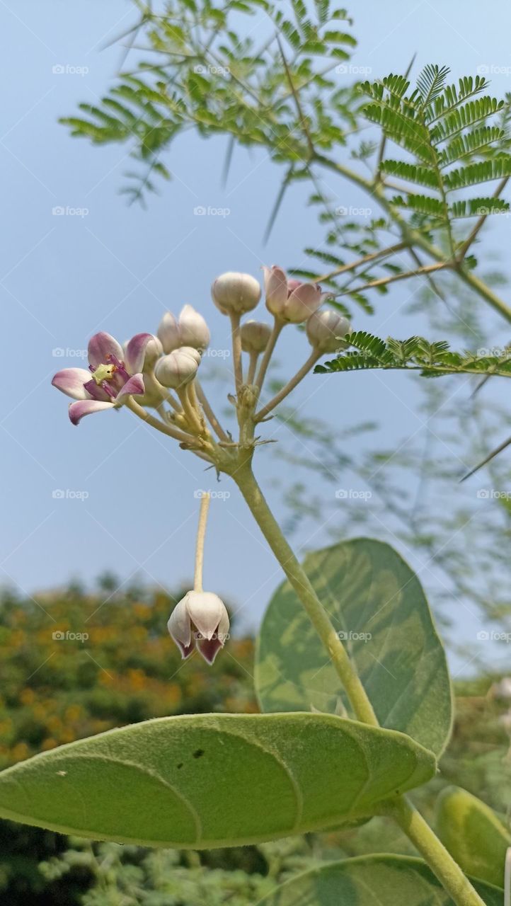 crown flower pink in colour falling down from the bunch
