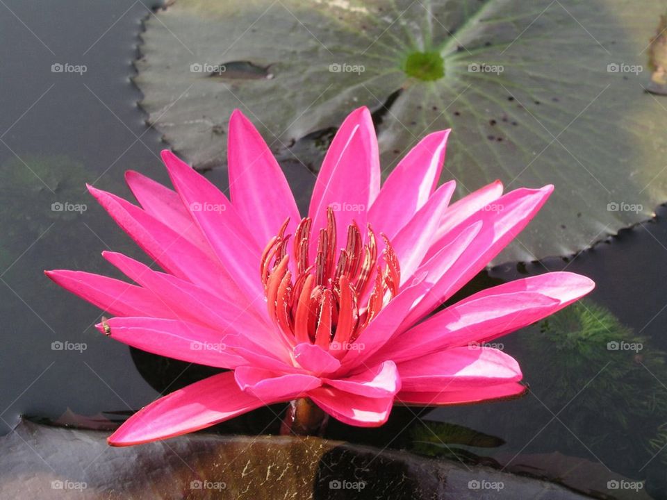 Water Lily at Kelab Golf Negara Subang