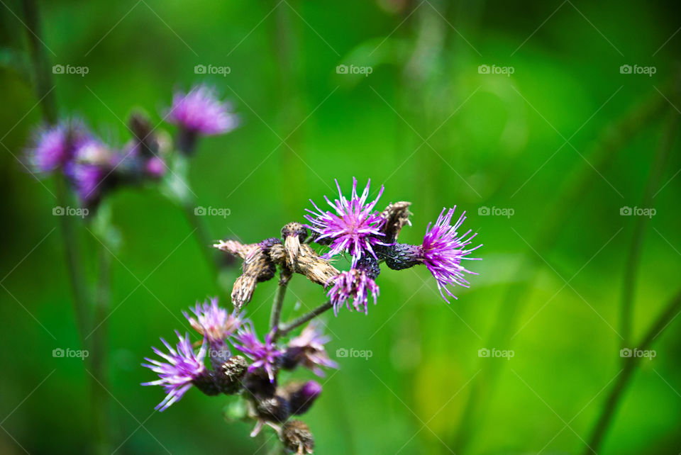 Exploring Switzerland