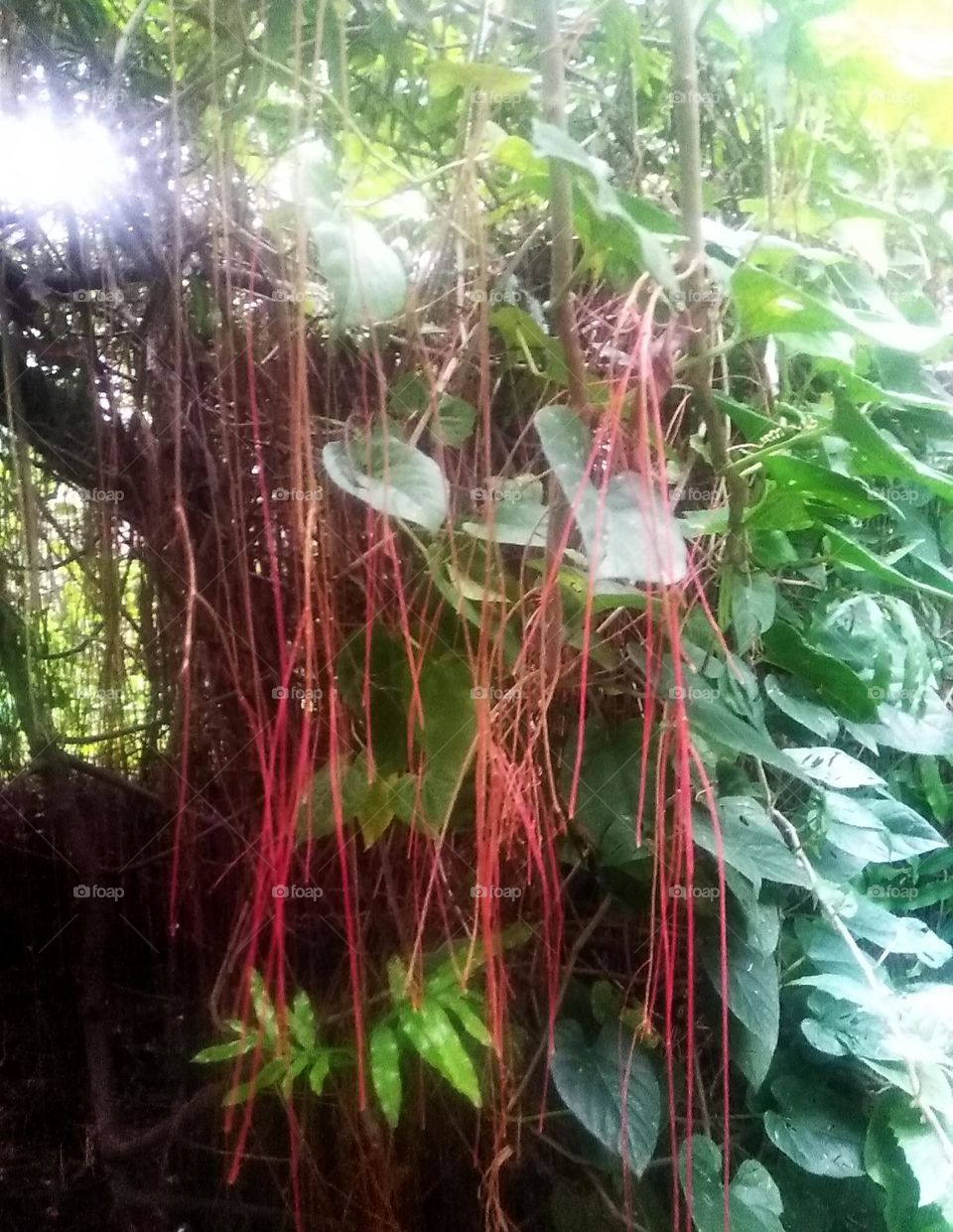 The hanging root tree in Indonesia is called the banyan tree