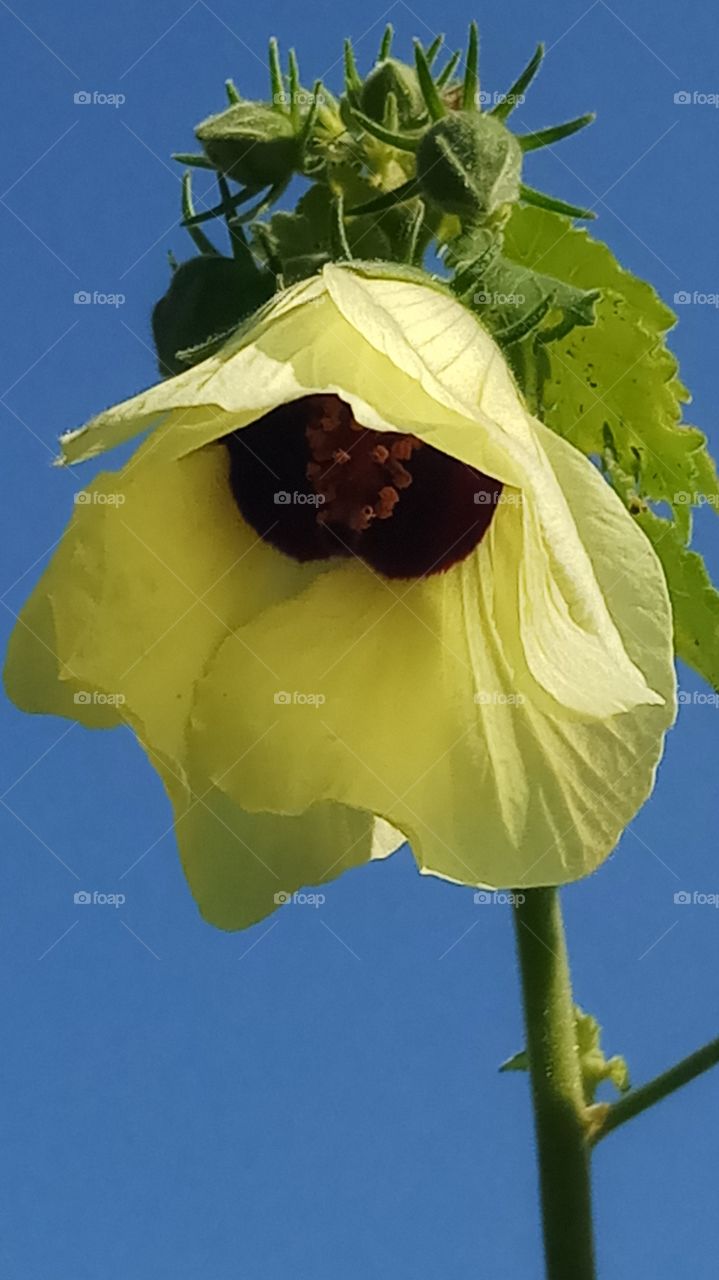 The flower is very very neauty and nature