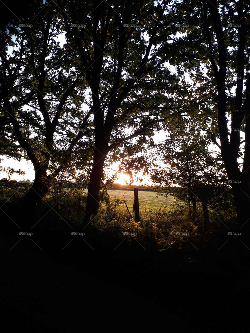 Woodland At Dusk