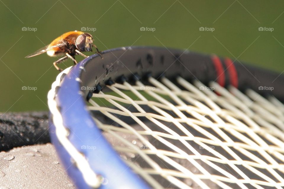 Wasp relaxing on a badminton racket