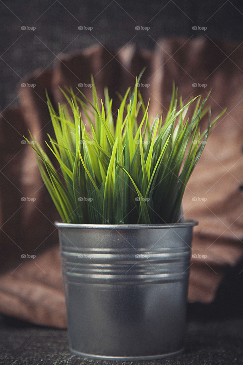 Close-up of potted palnt