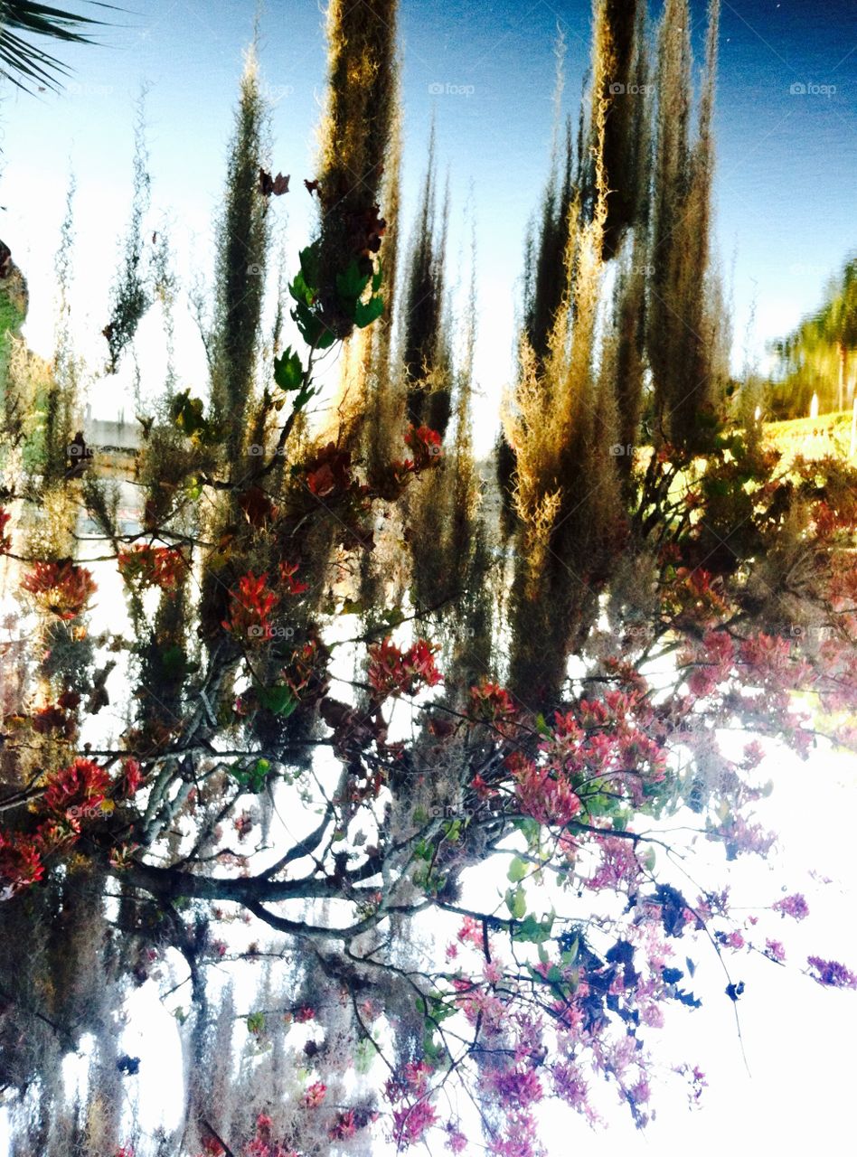 Flowers Over Water