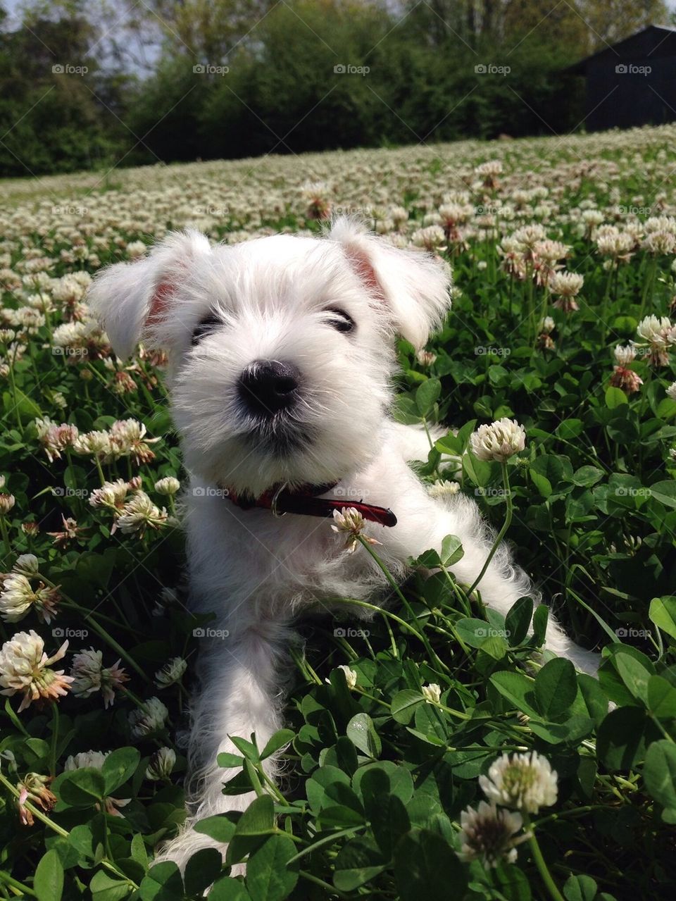 Casper laying in the clovers