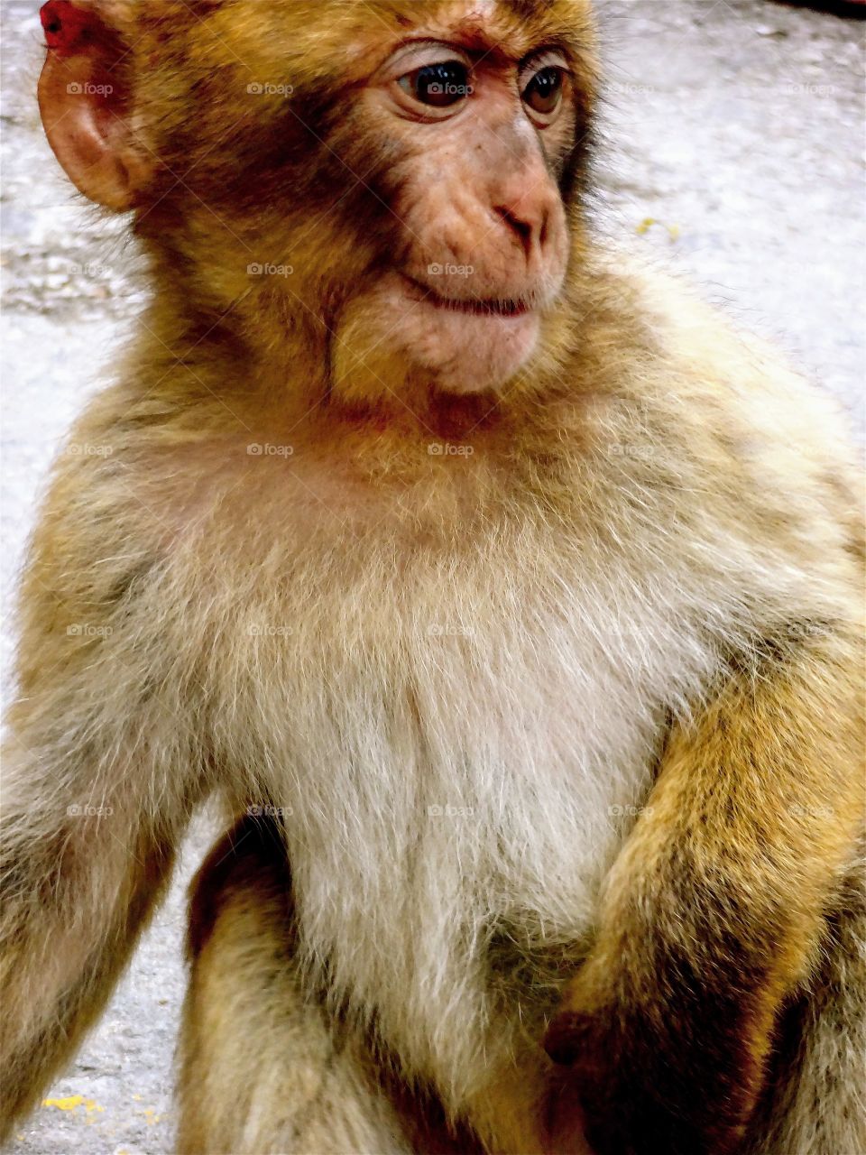 Monkey in Gibraltar 