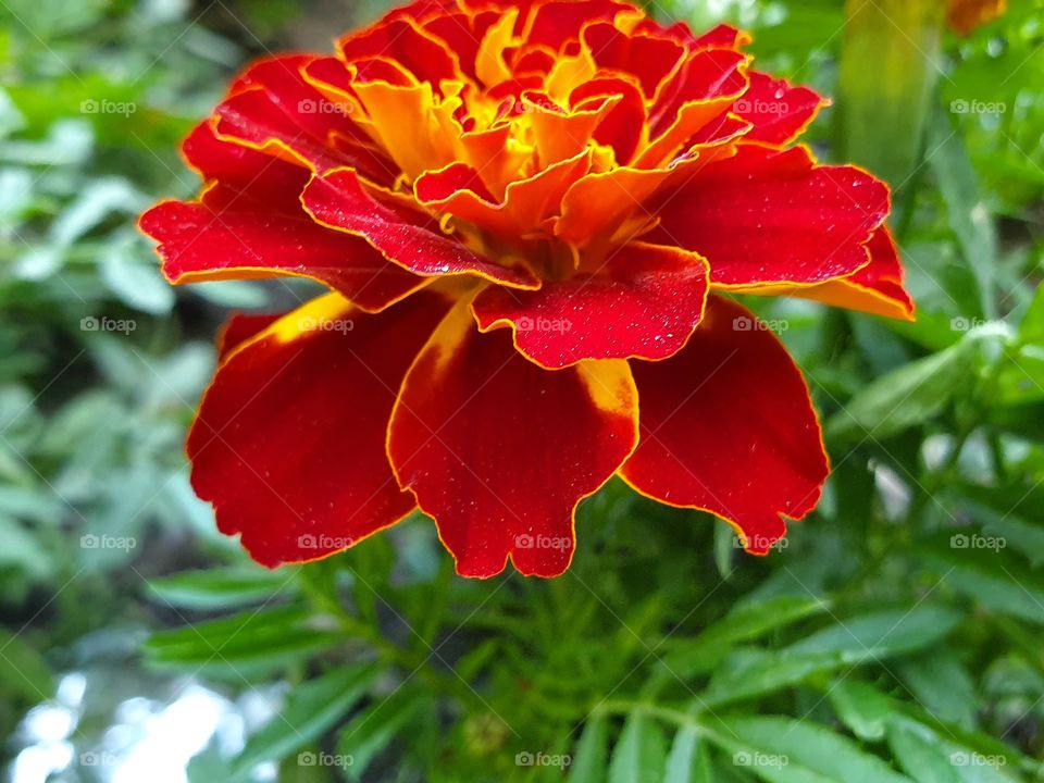 black ribbon flower red and yellow bright vloseup