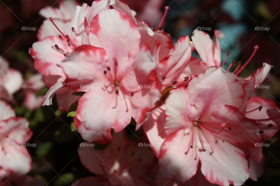 Pink flower