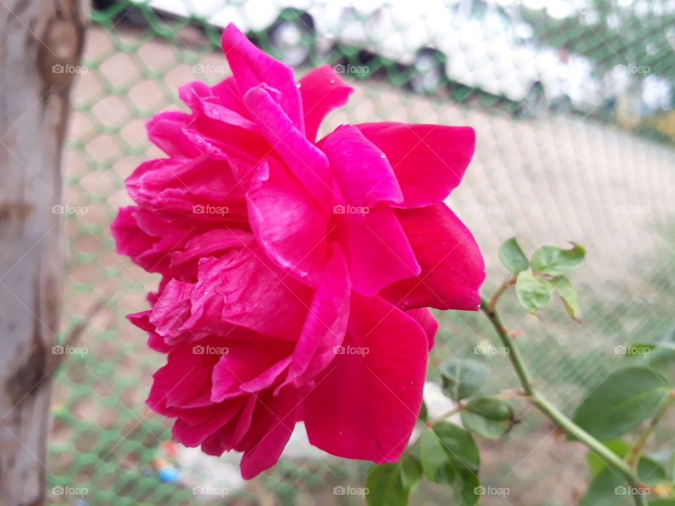 Lovely rose side view
