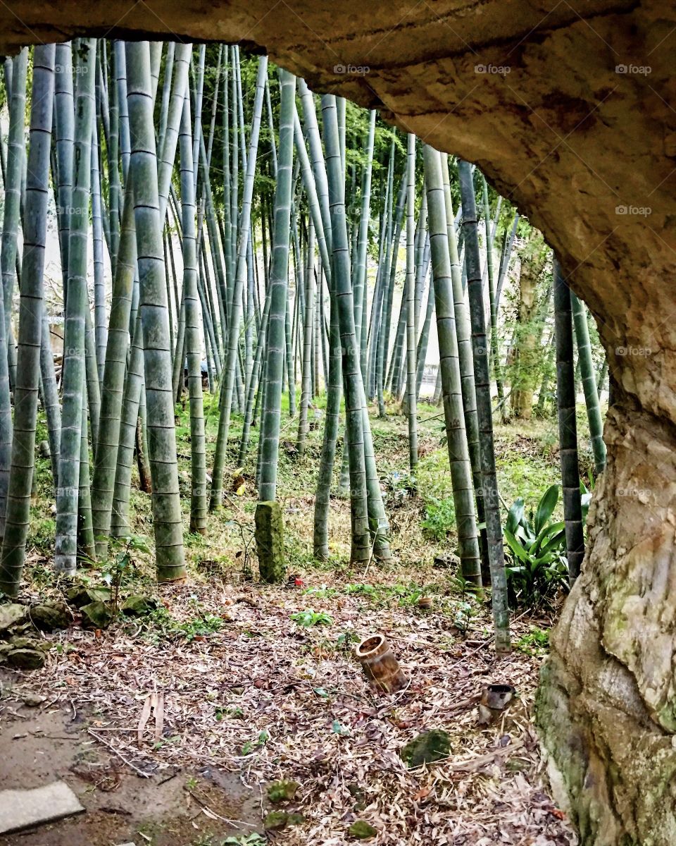 Looking through a cave at a lusciously green tall bamboo trees, with a chopped bamboo stump in the foreground.