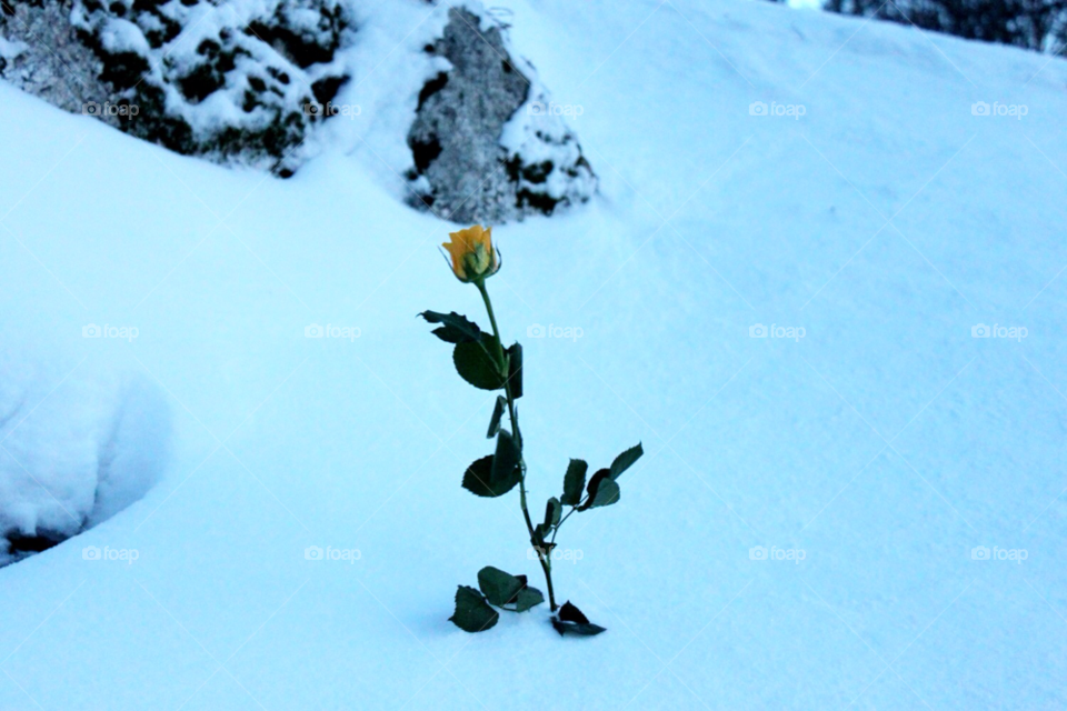 flowers flower snow winter by arman