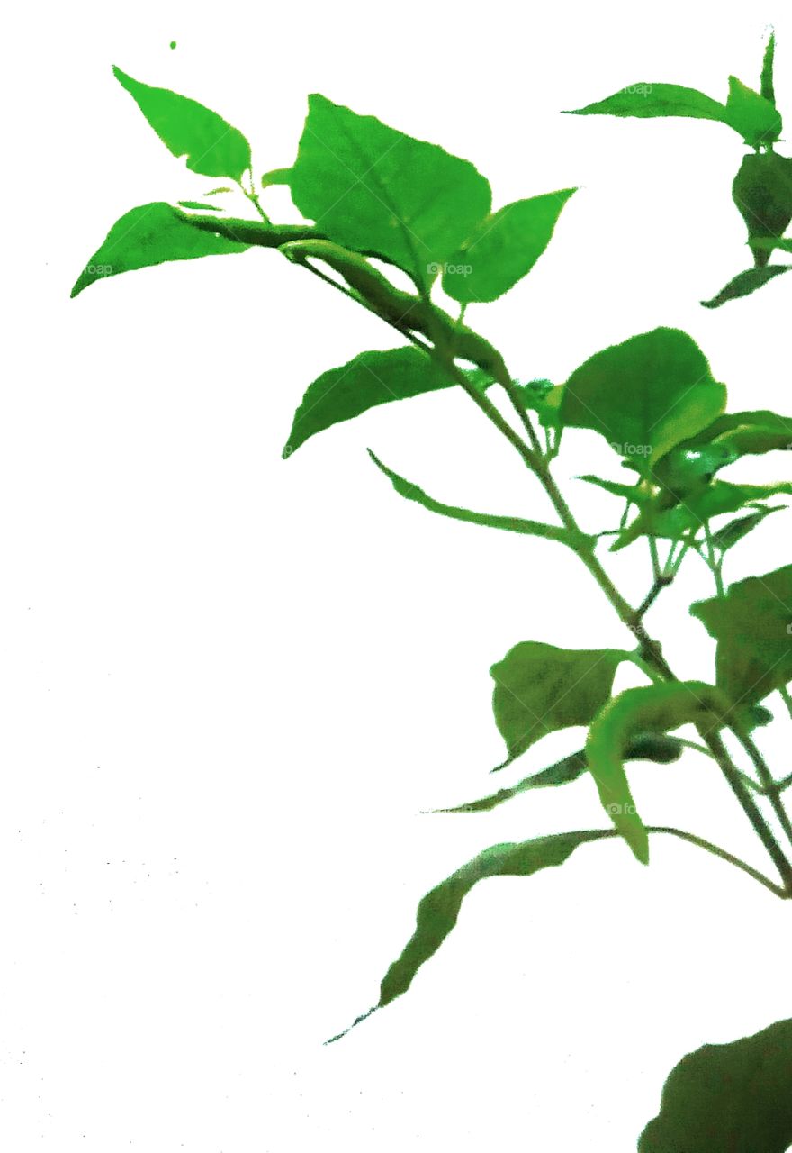 white background,chilli