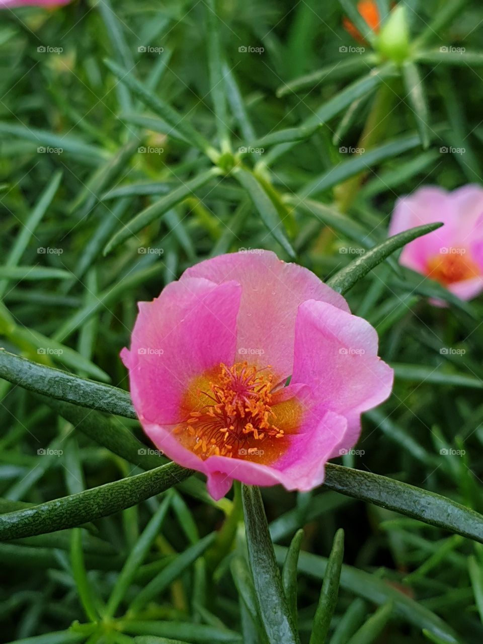  Portulaca Grandiflora or Moss-rose