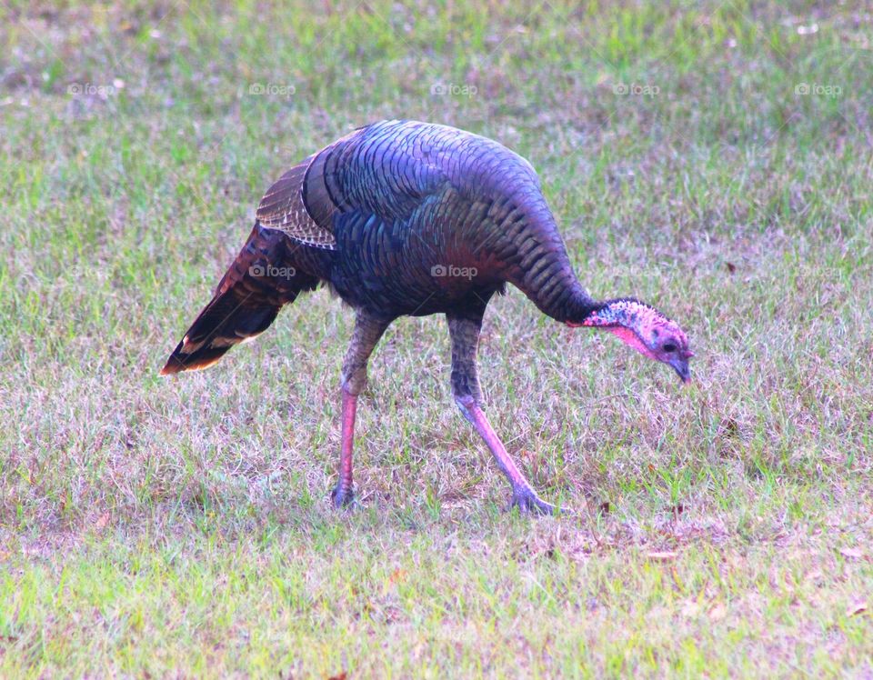 Wild turkey in the field