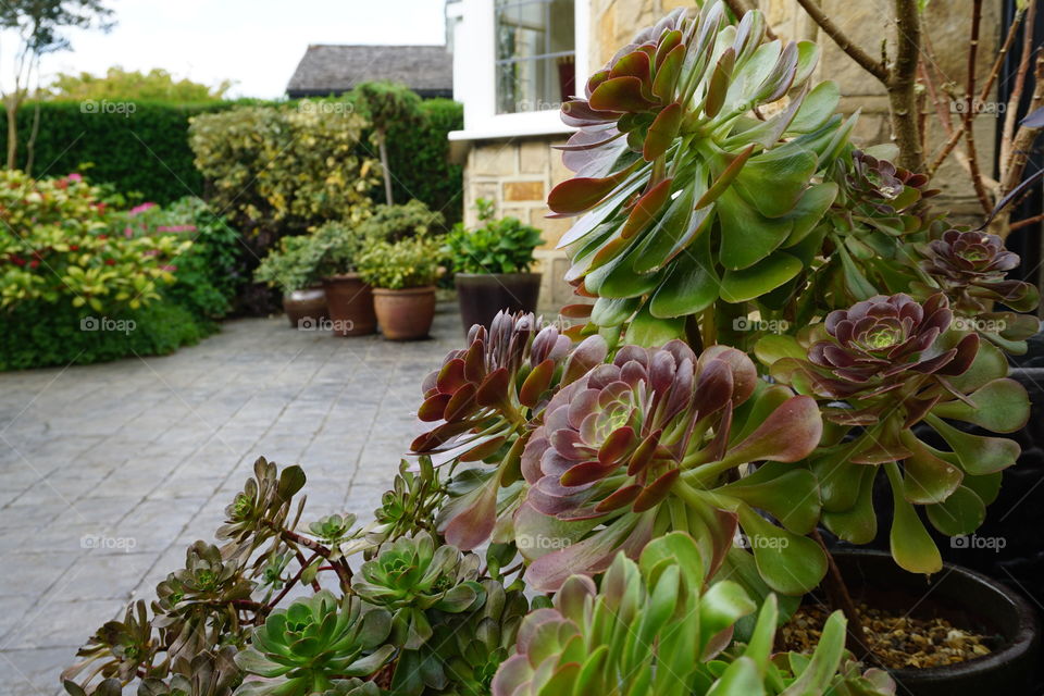 Years and years of tender care .. container plants outside enjoying Spring after being indoors over Winter 