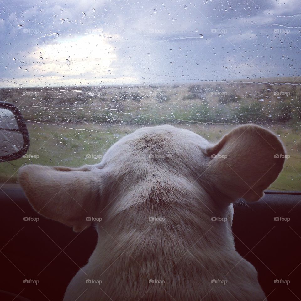 Rainy day dog 
