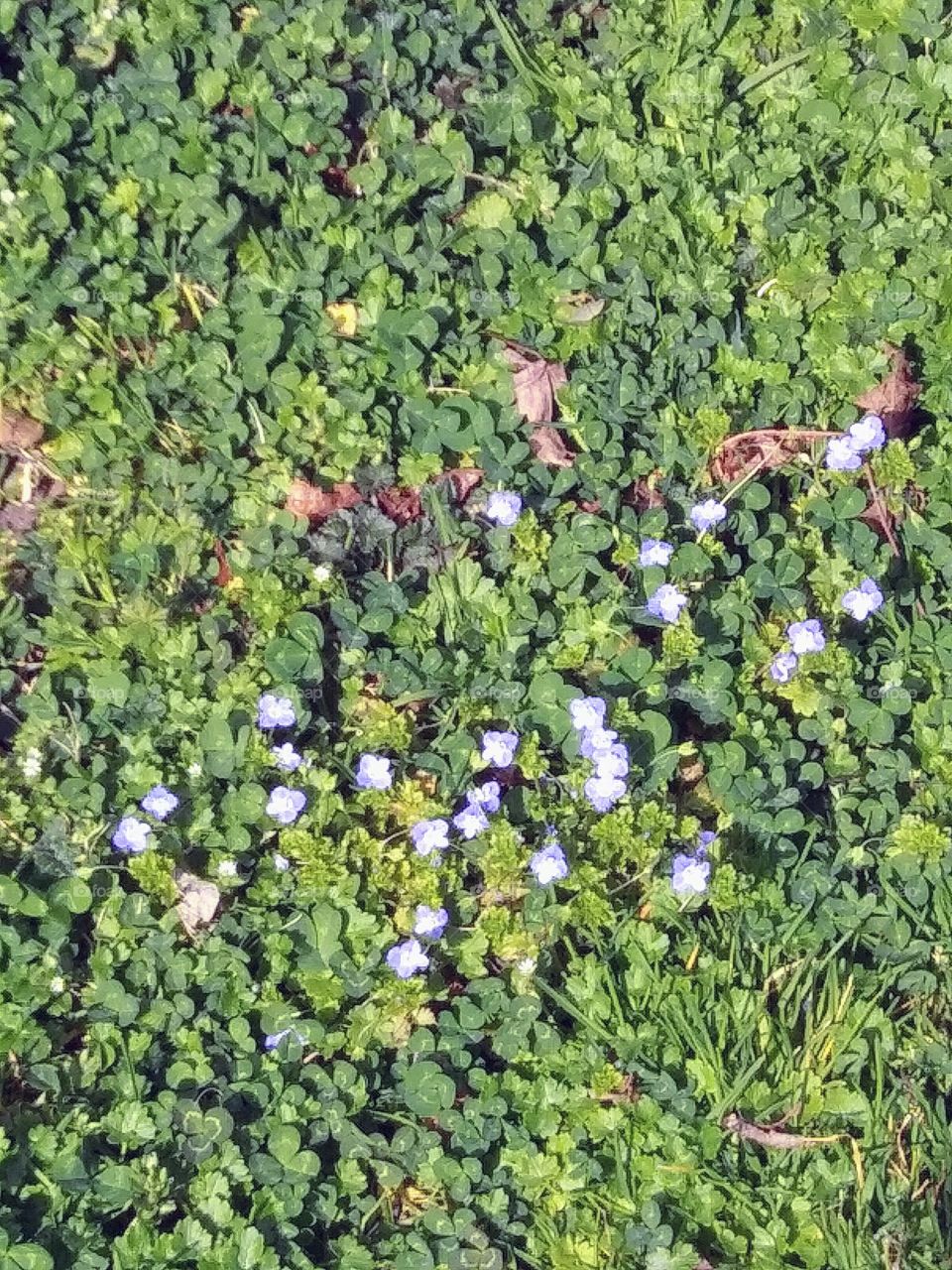 patch of flowers blooming on the lawn