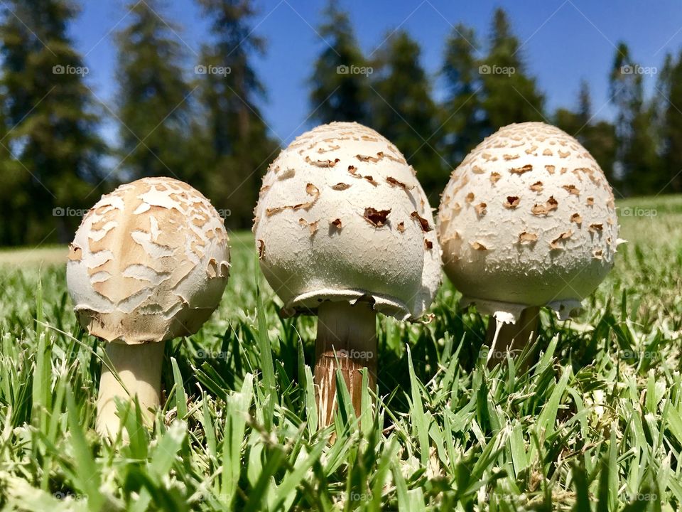 Group of mushroom in the cemetery 