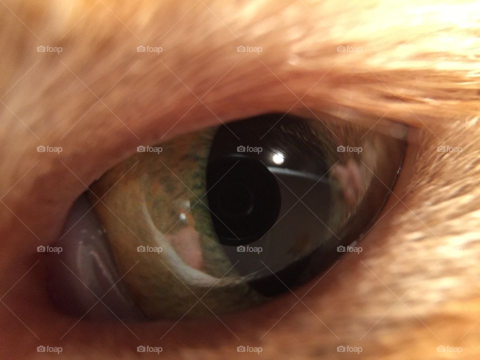 Cats Eye 