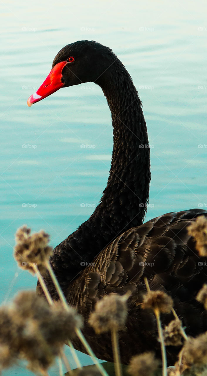 Black Swan