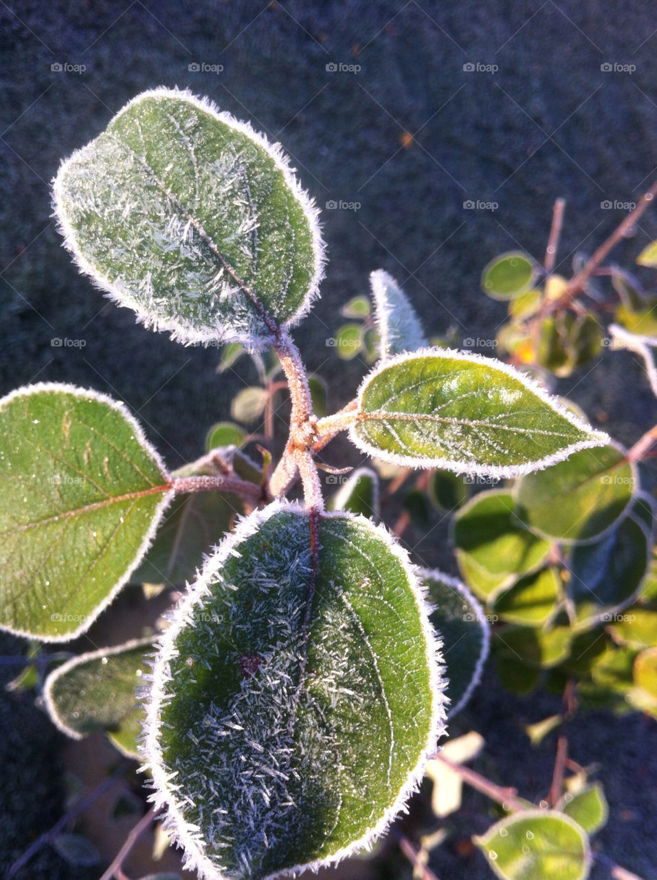 sweden beddingestrand morning frost morgan frost by goransv