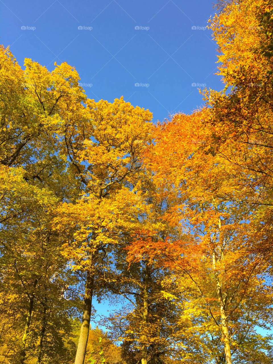 Autumn  Golden trees 