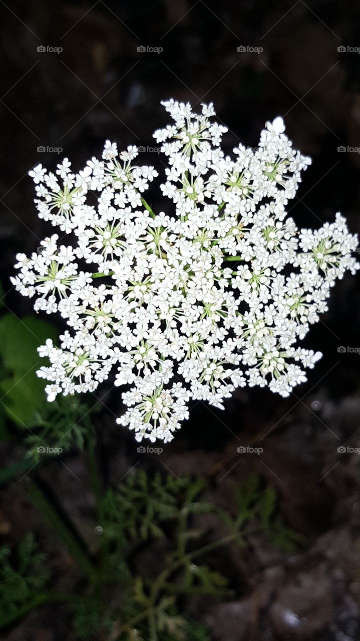 Flower angles