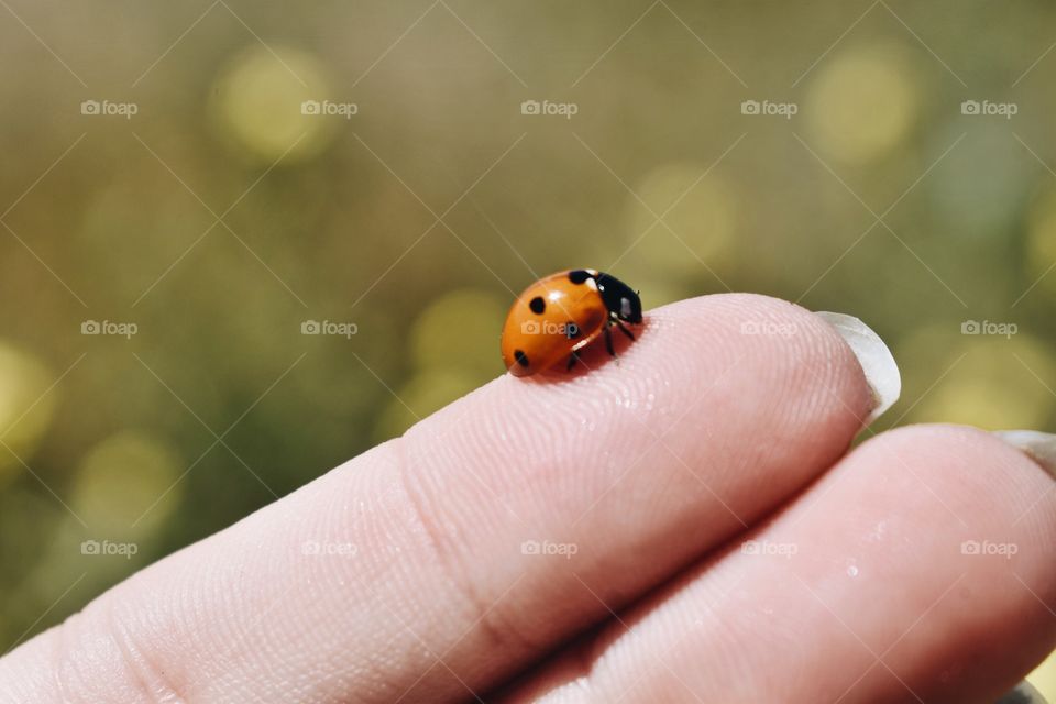 Ladybird #11