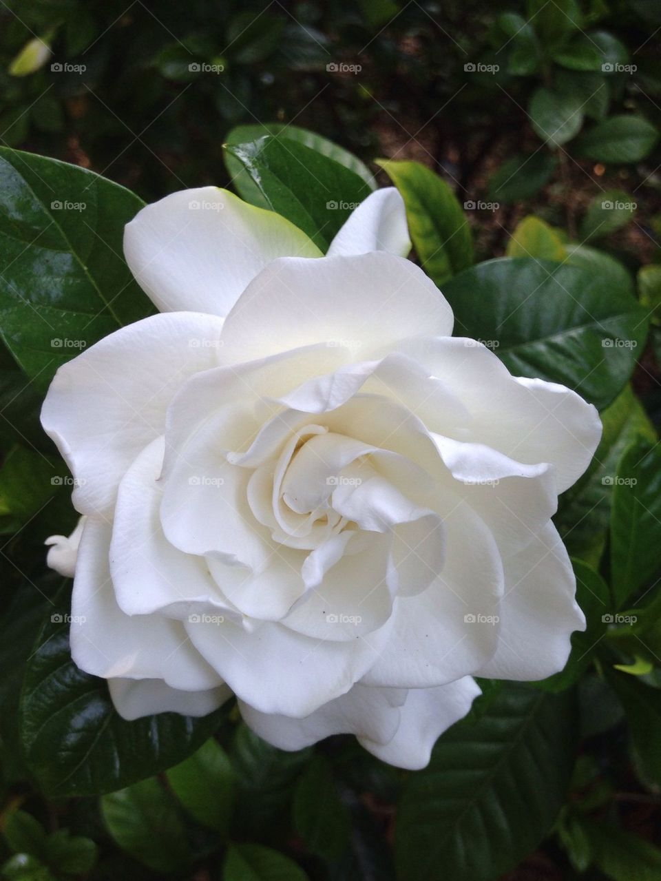 Elevated view of white gardenia flower