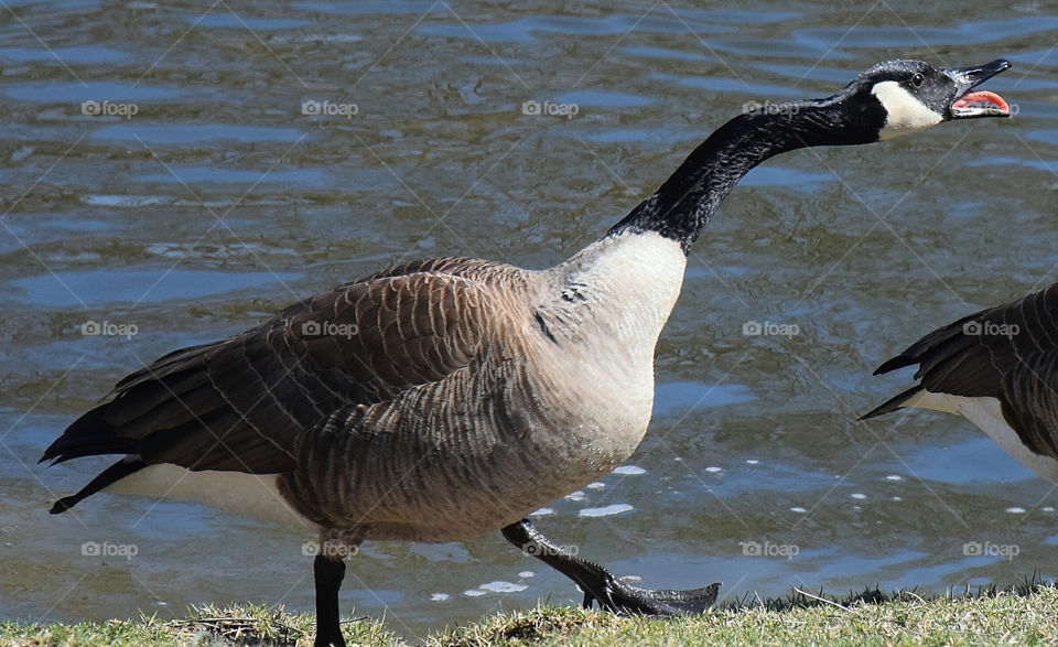 Mad goose 