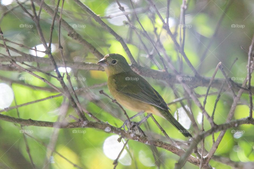 Female Painted Bunting