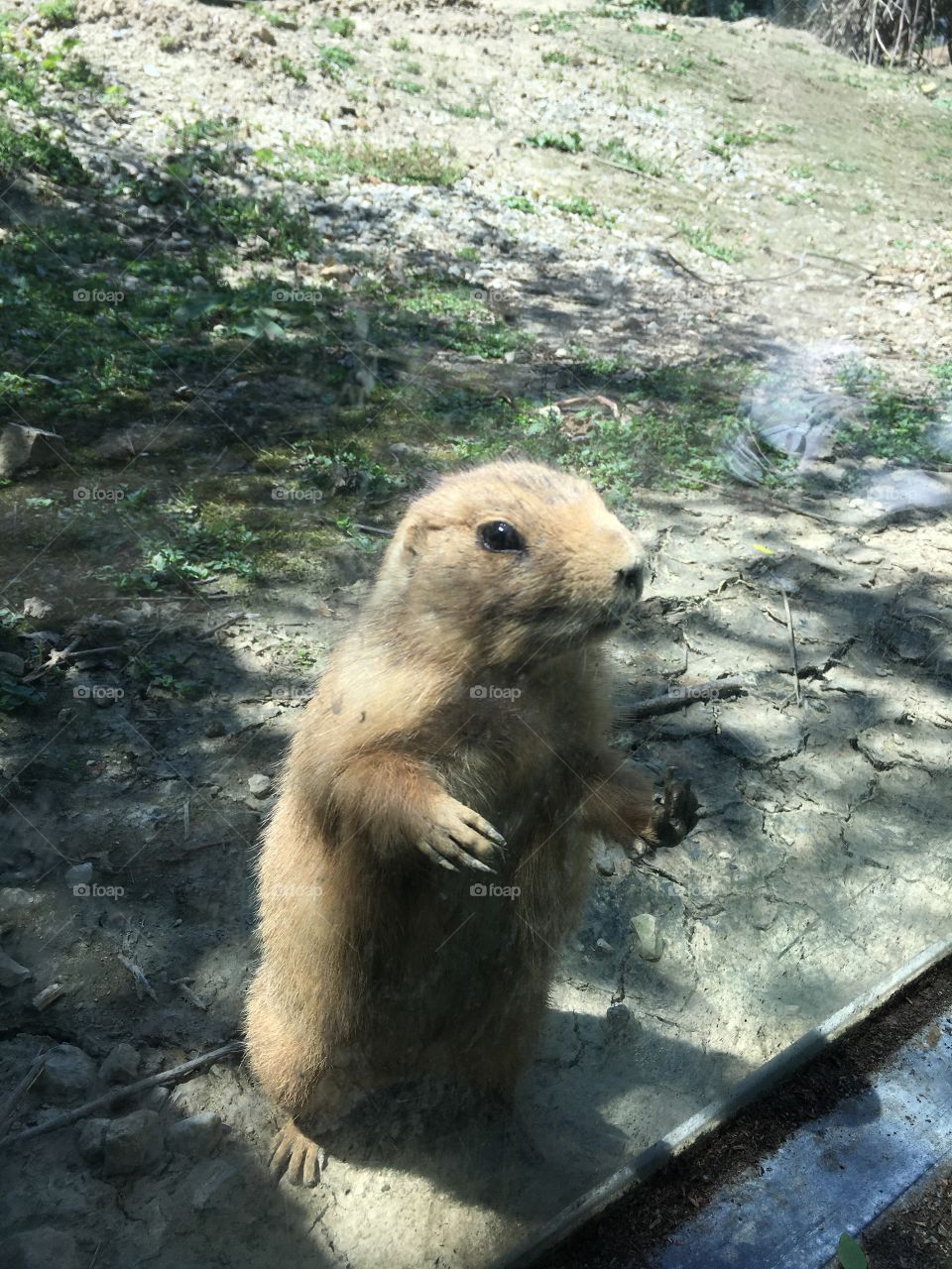 A candid shot from a summer trip to the local zoo. This cutie is a black-tailed Prairie Dog.