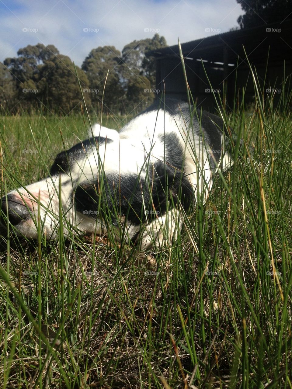 Charlie In the grass